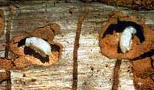 （圖）中歐山松大小蠹