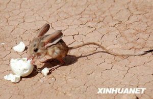 化石跳鼠科動物化石最早發現在歐洲、亞洲、北美洲的漸新世地層，但化石相對較少。它有可能起源於始齧類。