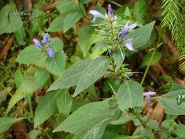 浙江孩兒草 浙江孩兒草