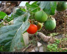 刺天茄[管狀花目茄科植物]