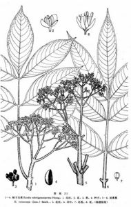 稜子吳萸 稜子吳萸