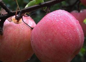 棲霞蘋果 棲霞蘋果