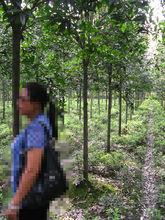 高桿早紅丹桂，分枝有2米