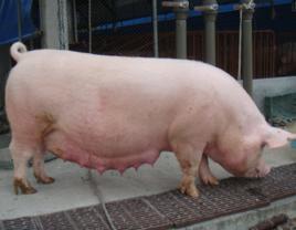 後備母豬 後備母豬