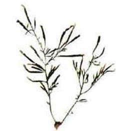 葉網翼藻 葉網翼藻