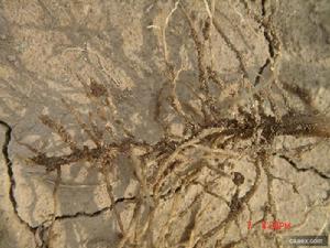 腐爛莖線蟲 腐爛莖線蟲