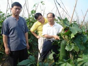 （圖）農業廳廳長張明沛察看黑皮冬瓜