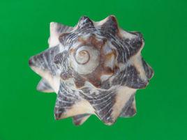 鬼角岩螺 鬼角岩螺