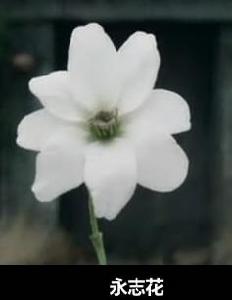 永志花 永志花