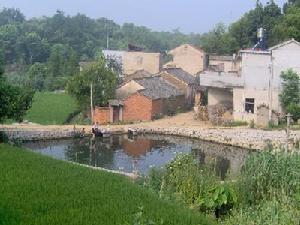 新富村[新昌縣羽林街道下轄行政村]