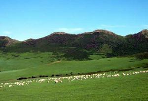 鄂爾多斯高原 鄂爾多斯高原