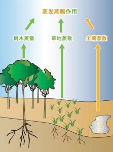土壤水分蒸發蒸騰總量