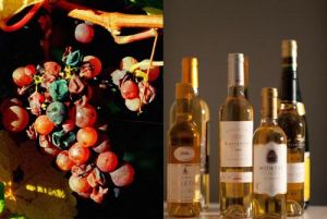 貴腐黴菌 貴腐黴菌