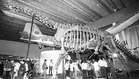 （圖）查乾諾爾龍