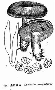 血紅乳菇