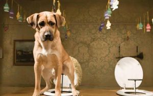 《流浪狗之家》