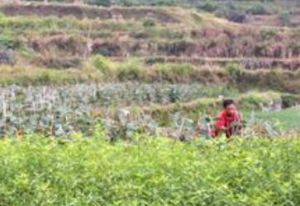 茶元坡村 茶元坡村