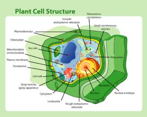 植物細胞學