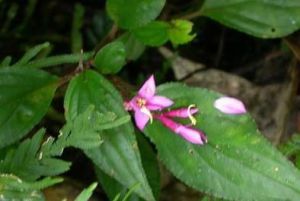 翅莖蜂鬥草 翅莖蜂鬥草