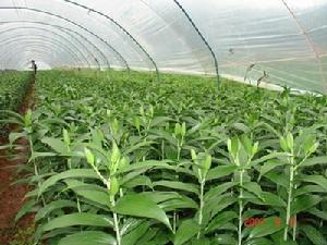 支嘎自然村[雲南省昆明盤龍區阿子營鄉下轄村]