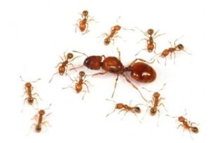 亮紅大頭蟻 亮紅大頭蟻