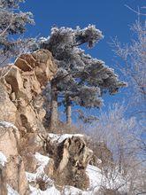 日月峽拱北峰姊妹迎客松與憂傷貝多芬景觀
