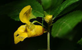 糙毛鳳仙花 糙毛鳳仙花