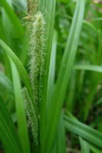 鴨綠薹草 鴨綠薹草