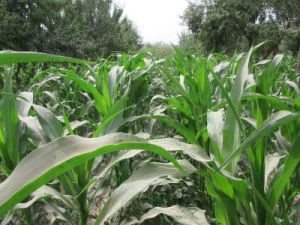 藿什拉甫鄉 藿什拉甫鄉