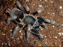 哥斯大黎加斑馬腳 哥斯大黎加斑馬腳