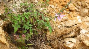 長冠鼠尾草紫參