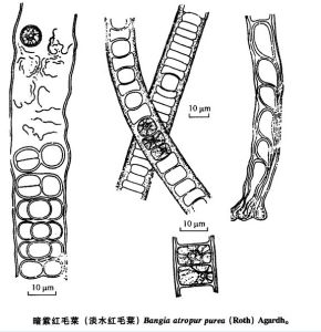 暗紫紅毛菜 暗紫紅毛菜