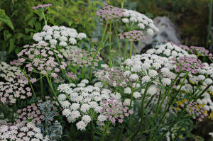 東亞石灰蘚 東亞石灰蘚
