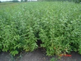 偃伏萊木 偃伏萊木