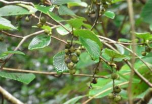 蠟瓣花球針殼 蠟瓣花球針殼