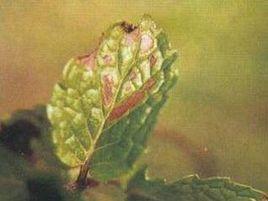 薄荷斑枯病 薄荷斑枯病