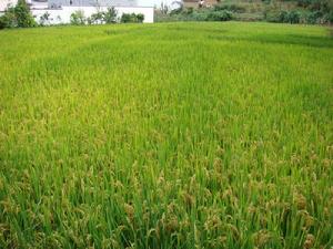 小漢營小區水稻種植業