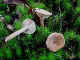 龜裂乳菇 龜裂乳菇