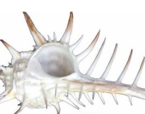 懸線骨螺 懸線骨螺