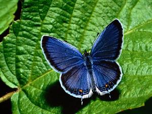 藍蝶