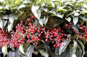 硃砂根[紫金牛科紫金牛屬植物]