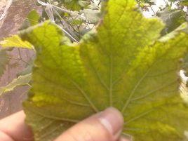 葡萄黃葉病 葡萄黃葉病