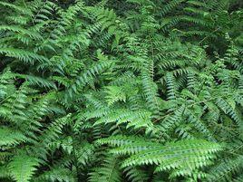 金絲鳳尾草 金絲鳳尾草