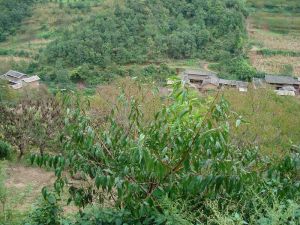 大麥衝下村 大麥衝下村