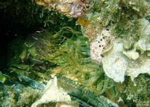 蘆薈海葵 蘆薈海葵