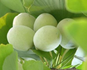 綠萌銀杏 綠萌銀杏