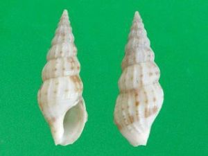 斑擬鼻螺 斑擬鼻螺