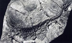 新中國龍 新中國龍