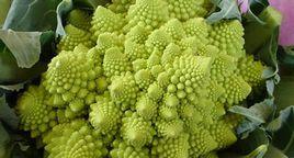 玉冠[花椰菜品種]