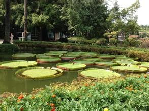 西雙版納花卉園 西雙版納花卉園
